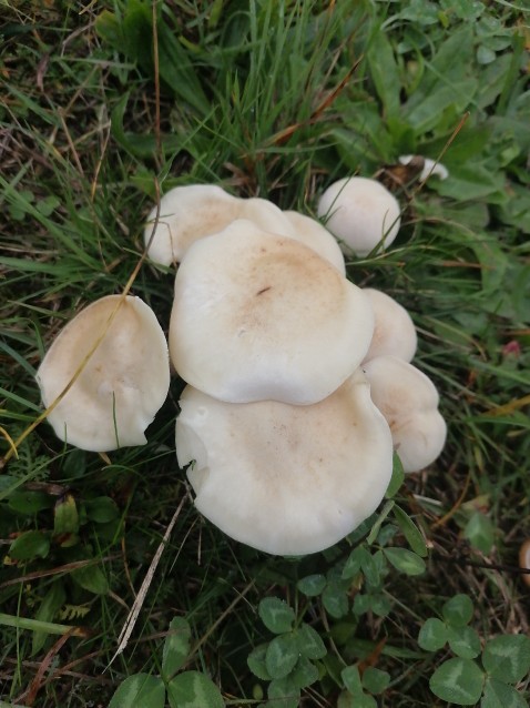 Clitocybe fasciculata