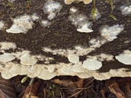 Irpex lacteus