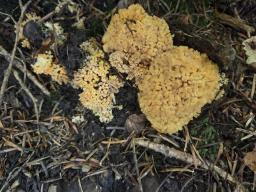 Ramaria pallidosaponaria