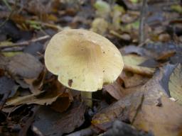 Tricholoma equestre