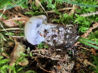 Cortinarius camphoratus