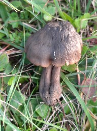 Hygrocybe ovina
