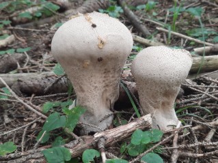 Lycoperdon excipuliforme