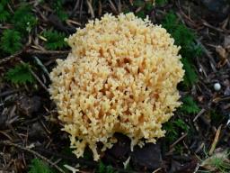 Ramaria flavosalmonicolor