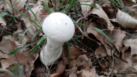 Lycoperdon excipuliforme