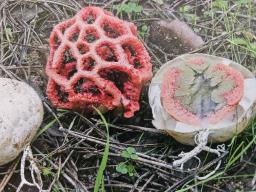 Clathrus ruber
