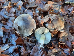 Tricholoma portentosum