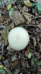 Agaricus sylvicola