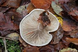 Atractosporocybe inornata