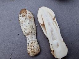 Amanita coryli