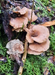 Lentinellus cochleatus