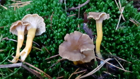 Craterellus tubaeformis