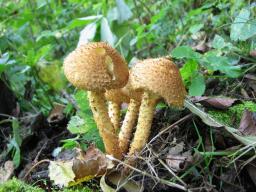 Pholiota squarrosa