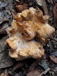 Cantharellus ianthinoxanthus