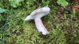 Russula queletii