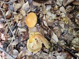 Suillus grevillei