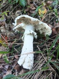 Amanita echinocephala