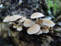 Psathyrella pygmaea