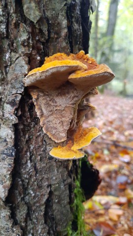 Mensularia nodulosa