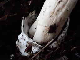 Amanita vaginata