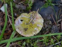 Hypomyces viridis