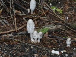 Coprinus comatus