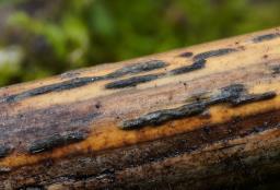 Setoseptoria arundinacea