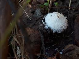 Cystolepiota pulverulenta