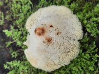 Polyporus tuberaster