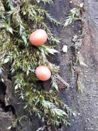 Lycogala epidendrum