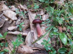 Lactarius badiosanguineus
