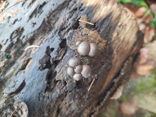 Lycogala epidendrum