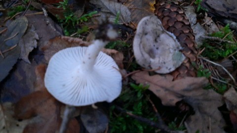 Hygrophorus agathosmus