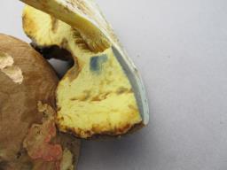 Butyriboletus roseogriseus