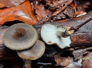 Lentinus brumalis