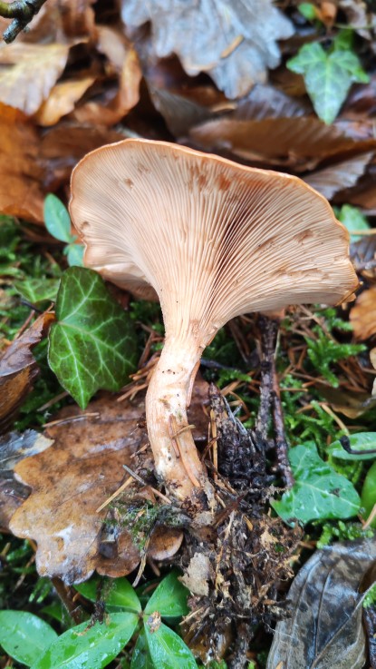 Paralepista flaccida