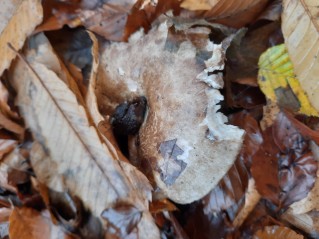 Russula nigricans