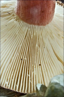 Russula queletii