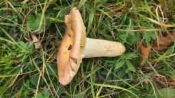 Russula faginea