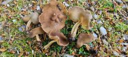 Helvella solitaria
