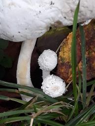 Leucocoprinus cretaceus