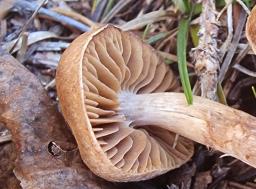 Cortinarius subobtusobrunneus