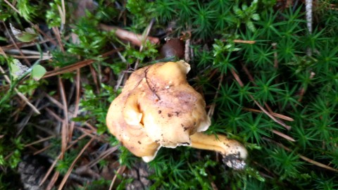 Cantharellus amethysteus