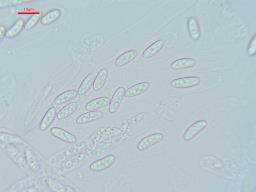 Lentomitella crinigera