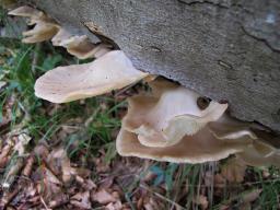 Pleurotus pulmonarius