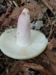 Russula violeipes