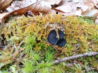 Pseudoplectania nigrella