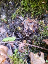 Mycena acicula