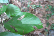 Phyllonorycter maestingella