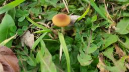 Conocybe arrhenii